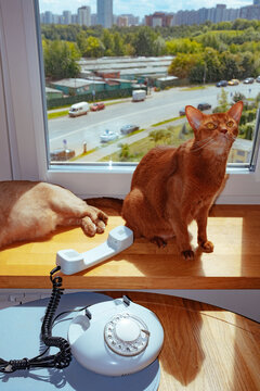 Cat lounging on windowsill with a city view and landline phone