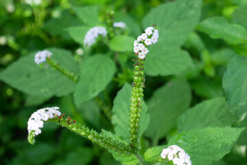 lily of the valley in spring