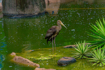 A heron in an artificial pond.

The zoo and park area at the Vinpearl Amusement Park in Vietnam,...