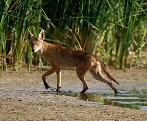 Coyote on the Run