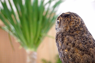Siberian eagle owl. Scientific name:Bubo Bubo sibiricus, the largest owl in the world.	