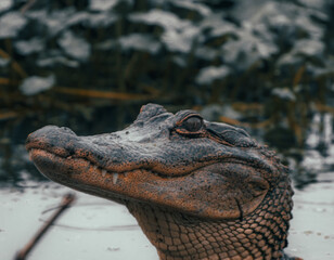 close up of a american alligator 