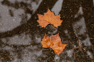 Sycamore leaf in a rain puddle
