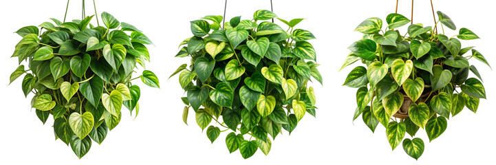 Three Hanging Philodendron Plants, Isolated on Transparent Background, Green Foliage, Interior Decor, Philodendron, Houseplant, Greenery