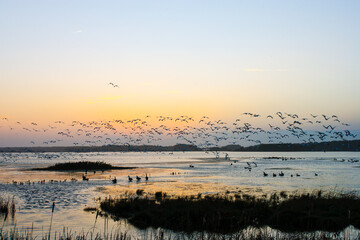 A flock of snow geese take flight at sunset over a marsh on Chincoteague Island