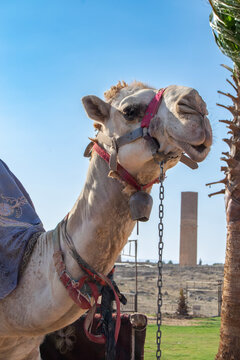 Close-Up of Camel with Decorative Saddle in a Desert Setting