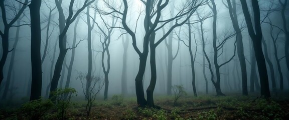 Obraz premium Eerie, fog-shrouded forest, ancient trees barely visible, nature, fantasy