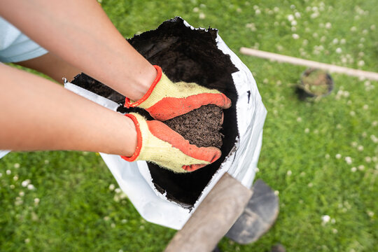 Gardener holding fertile soil for planting hedges in home garden