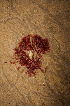 Seaweed and shell discovery on sandy beach at nighttime