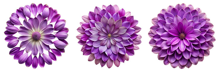 Triple Purple Flower Arrangement Oval Composition, Isolated on Transparent Background, Floral Design, Botanical Illustration, Purple Petals