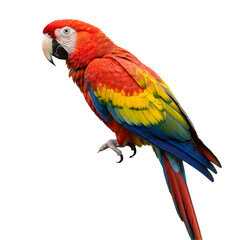 Fototapeta premium Scarlet Macaw with Vibrant Red Yellow and Blue Plumage on Transparent Backdrop