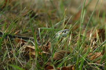 Garter snake at Cape Disappointment State Park, western Washington state
