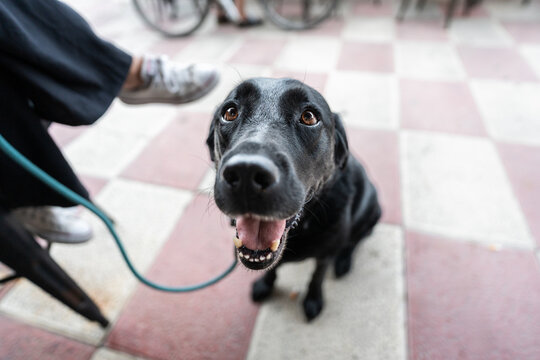 Happy black labrador retriever dog is panting and looking up