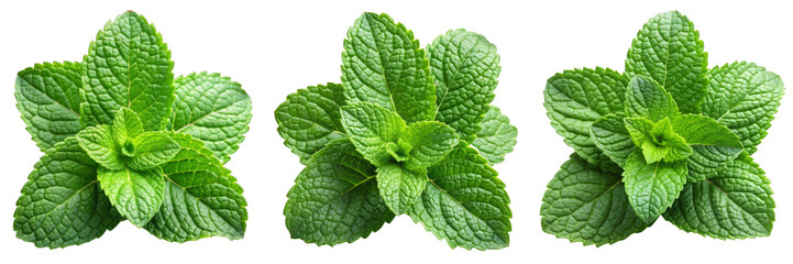Triple Sprig Fresh Mint Leaves Isolated on Transparent Background, Herb, Green, Botanical, plant, culinary, spice