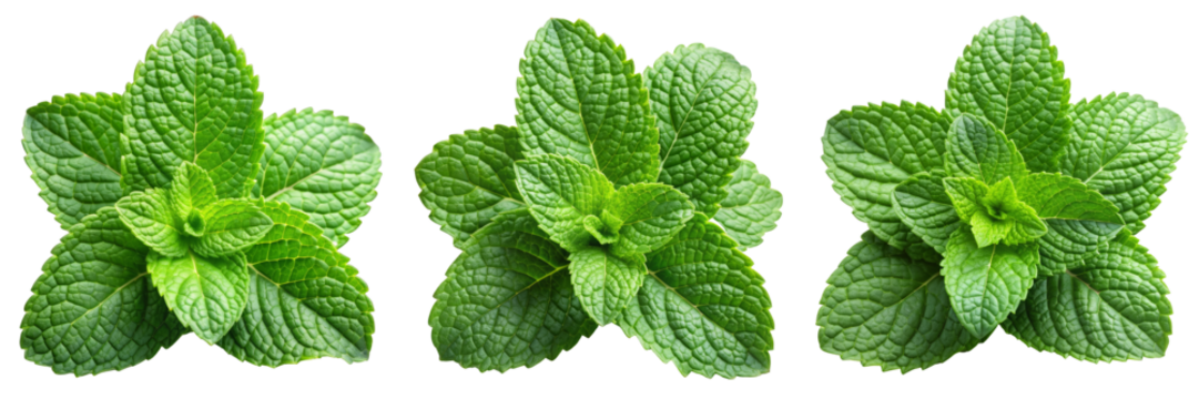 Triple Sprig Fresh Mint Leaves Isolated on Transparent Background, Herb, Green, Botanical, plant, culinary, spice - Powered by Adobe