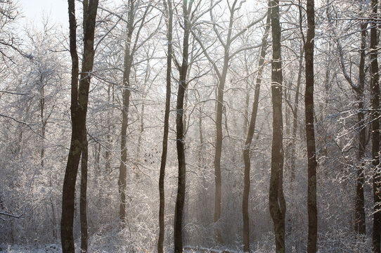 Fototapeta Winter forest in fog