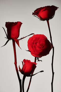 Naklejki Elegant red roses arranged with varying heights 