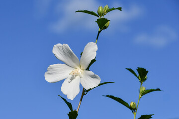 ムクゲ「白祇園守」　White Gionmamori Hibiscus