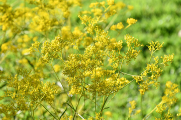 オミナエシ　Golden Lace