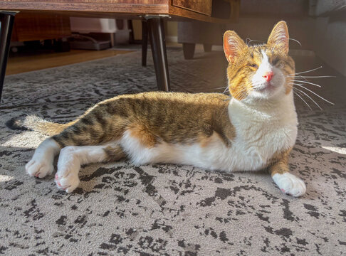 Adorable male kitty with 3 legs