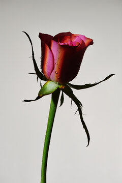 Beautiful close-up of a pink rose with droplets on petals