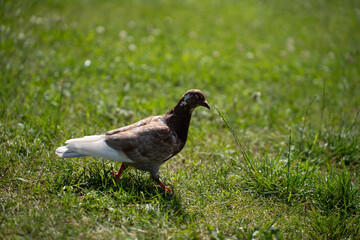 close-up of a speckled pigeon strolling serenely across a sunlit grassy field, with vibrant green blades and bright natural light creating a peaceful atmosphere, isolated, expression, snapshot