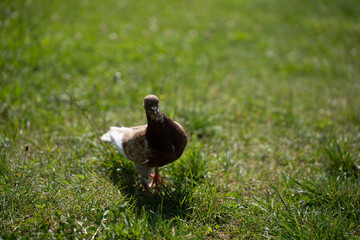 pigeon stands gracefully on lush green grass under bright sunlight, capturing a moment of urban nature with simple beauty and natural colors, vibrant, bright, scene, snapshot, moment, environment
