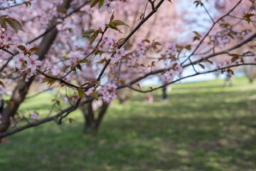 a serene spring scene captures delicate pink cherry blossoms in focus, contrasting with the blurred grassy background under a bright blue sky, evoking a sense of tranquility, pastel, daylight