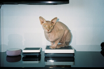 hairless cat staring ahead, shot on 35mm