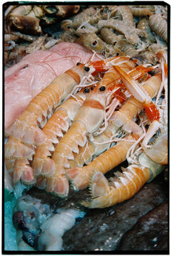 langoustines and mantis shrimps on ice, 35mm