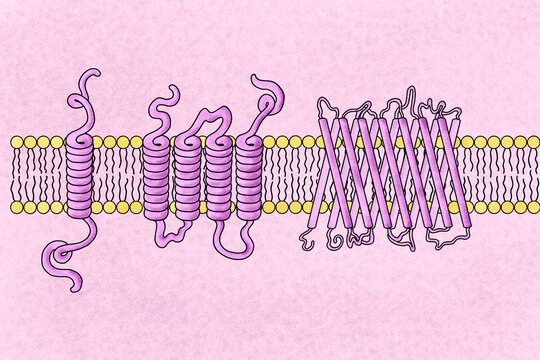 Illustration of cell Membrane Proteins