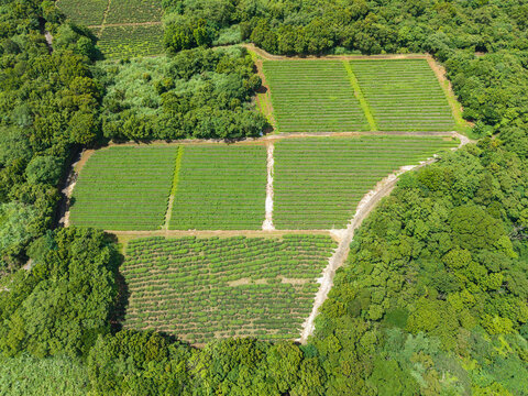 Aerial Terraced Agricultural Fields Green Forest Hills