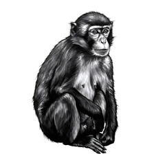 Fototapeta premium Detailed Black and White Drawing of a Seated Monkey with Fur on Transparent
