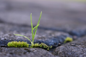 A Resilient Sprout Grows Through the Cracks