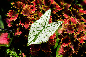 Obraz premium angel wing caladium or candidum ,Caladium bicolor or Araceae and Coleus, Labiatae, Lamiaceae or Painted Nettle