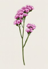 Fototapeta premium Watercolor illustration of a single pink Limonium flower stem with delicate blooms against a neutral background.