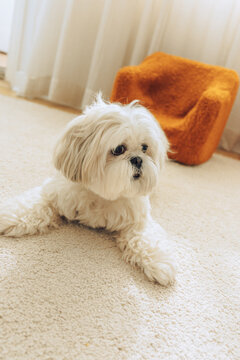 Cute shih tzu dog