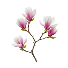 Blooming Magnolia Branch with Pink and White Petals on Transparent Background