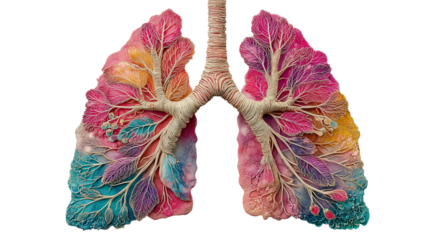 Colorful Artistic Illustration Of Lungs And Respiratory System Anatomy