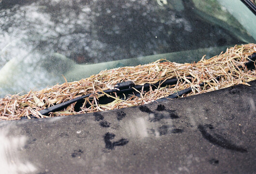 Nature Reclaims Abandoned Car With Grass and Debris on Windshield
