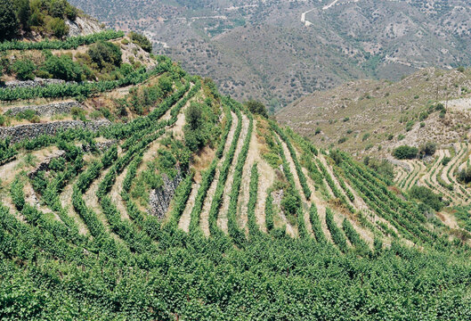 Vineyard Terraces on Hillside in a Mountainous Region