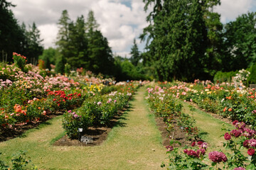 Rose Gardens Portland, Oregon