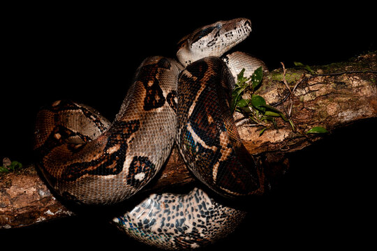 Boa Constrictor Closeup 