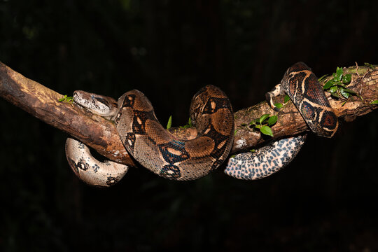 Boa Constrictor In The Rainforest  