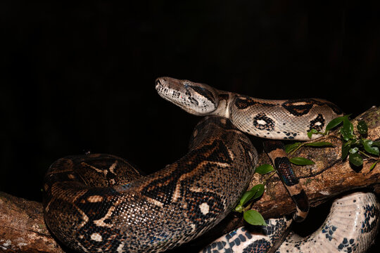 Boa Constrictor Portrait  
