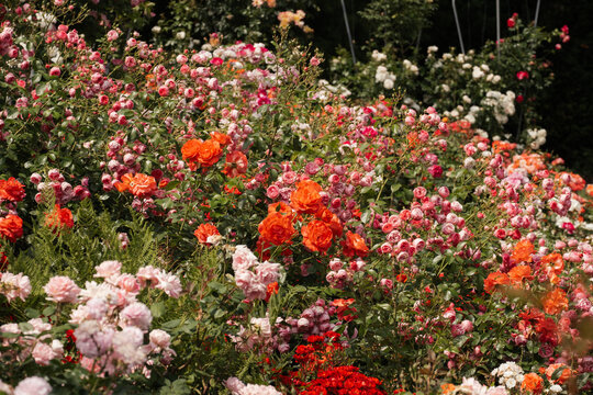 Rose Garden Portland Oregon