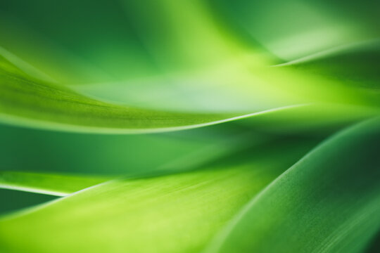 Nature of green leaf in garden at summer. Natural green leaves plants using as spring background cover page greenery environment ecology lime green wallpaper
