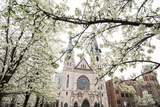 Gothic church framed by spring blossoms
