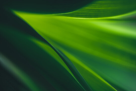 Dark green leaf texture, Natural green leaves using as nature background wallpaper or tropical leaf cover page