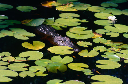 Watchful hidden alligator lilypads pond Okefenokee Swamp Georgia